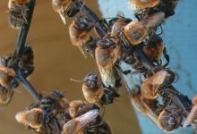 Dia nacional das abelhas e importância da meliponicultura