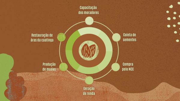 semente-no-clima-da-caatinga-ncc semente-no-clima-da-caatinga-ncc