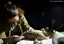 Pesquisadores vão ao Piauí buscar informações sobre tatu ameaçado de extinção na Caatinga Pesquisadores vão ao Piauí buscar informações sobre tatu ameaçado de extinção na Caatinga
