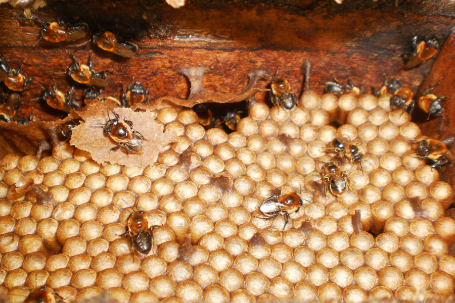 Meliponicultura: criação de abelhas sem ferrão