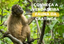A verdadeira fauna da Caatinga