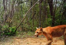 Dia da Natureza e dos Animais: conquistas do projeto de monitoramento da fauna