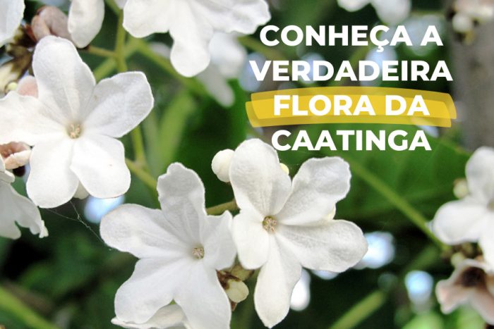 Conheça a verdadeira flora da caatinga
