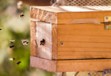 Qual a importância das abelhas da Caatinga?