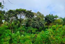 O que é um Sistema Agroflorestal (SAF) e como eles fortalecem a agricultura familiar e a conservação da Caatinga