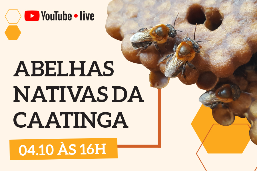 Projeto ‘No Clima da Caatinga’ realiza live sobre a importância das abelhas nativas da Caatinga