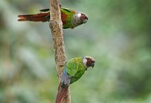 Projeto No Clima da Caatinga fortalece reintrodução do periquito cara-suja na Serra das Almas