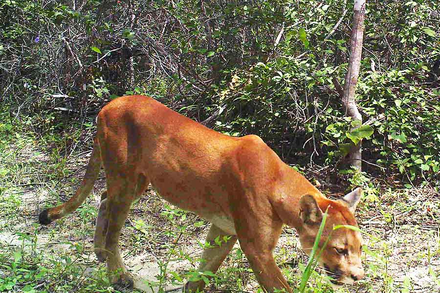 Considerada em perigo de extinção, Onça-Parda usa Unidade de Conservação como refugio em Crateús, Ceará.