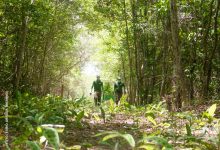 Relatório aponta redução do desmatamento no Brasil, mas reforça desafios para a conservação da Caatinga Relatório aponta redução do desmatamento no Brasil, mas reforça desafios para a conservação da Caatinga