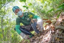 Associação Caatinga abre inscrições para curso gratuito de Restauração Ecológica da Caatinga Associação Caatinga abre inscrições para curso gratuito de Restauração Ecológica da Caatinga