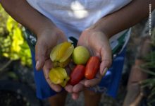 Cartilha de Sistemas Agroflorestais na Caatinga Cartilha de Sistemas Agroflorestais na Caatinga