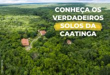 Os verdadeiros solos da Caatinga